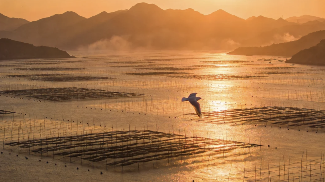 Premium Seafood Safety
