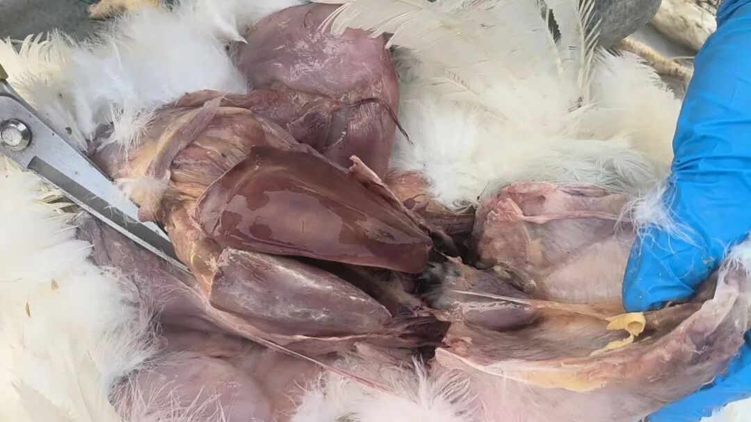 Gross Necropsy Pathology of Poultry Visceral Fibrinous Lesions