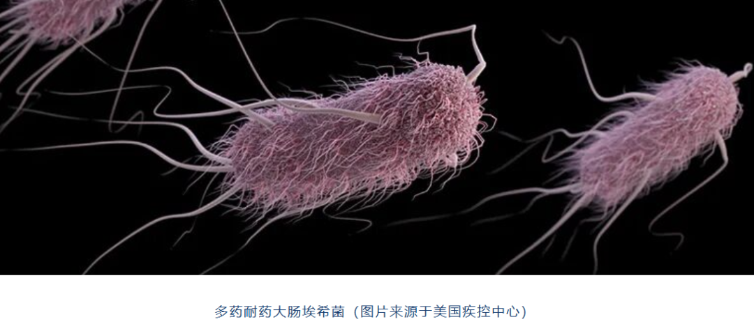 APEC Genomic AMR Analysis and Drinking Water Phage Trial Data