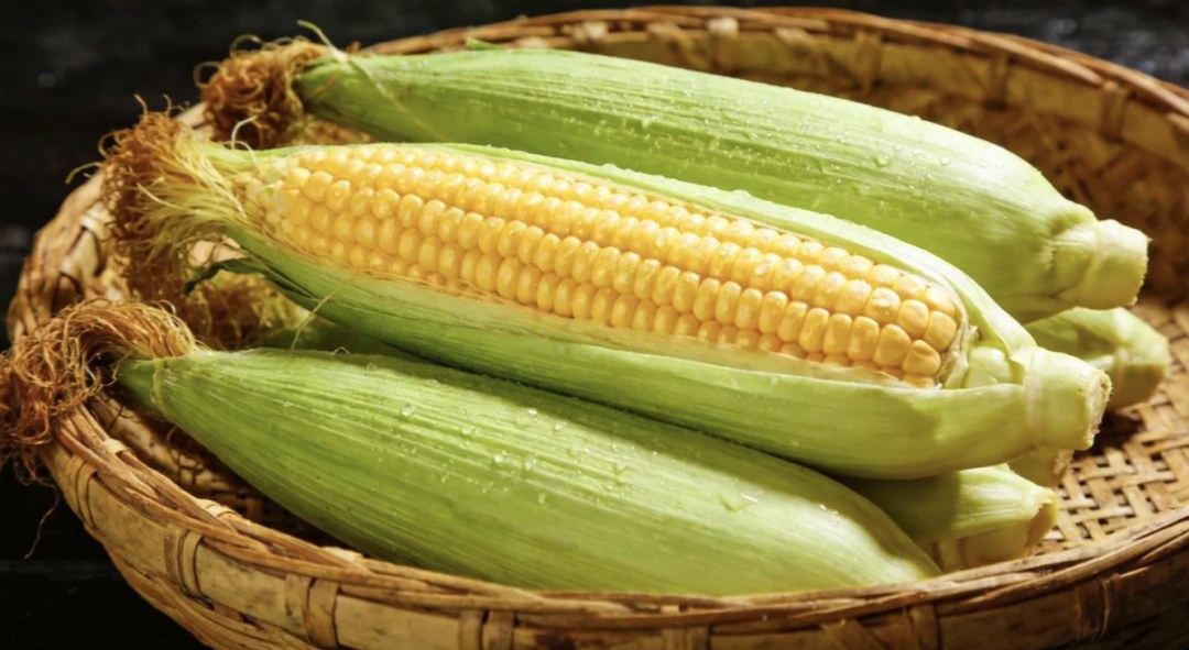 Impact of Resistant Starch and Moisture in Fresh Corn on Swine Gut Microbiome