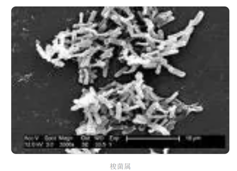 Pathological mechanism of Clostridium perfringens mucosal invasion
