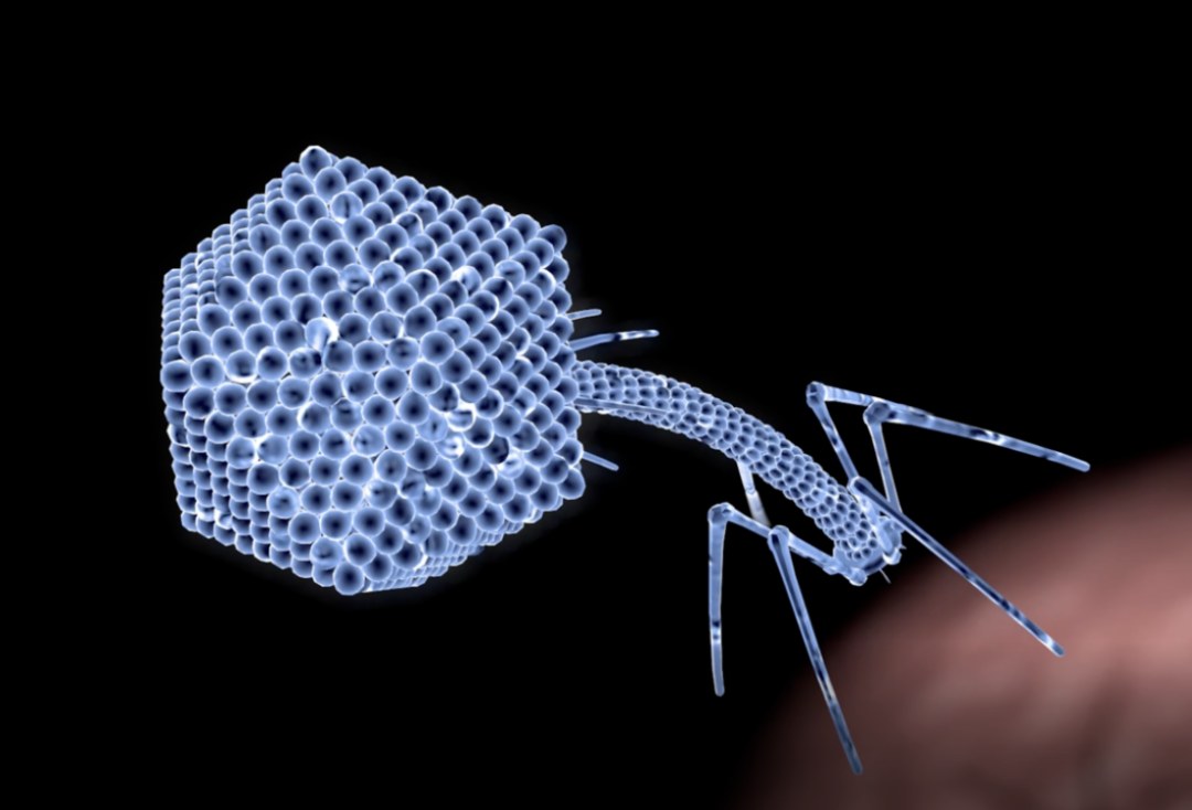 Lytic lifecycle of bacteriophages targeting pathogenic Clostridium perfringens